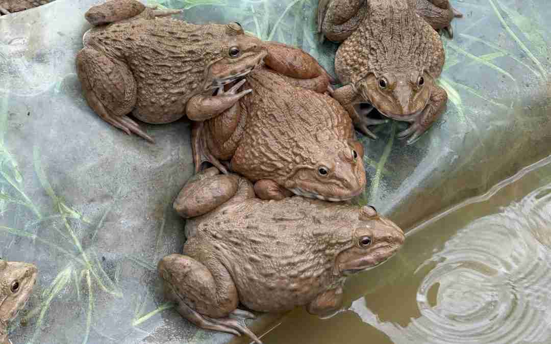 A frog pond built by a family in rural Laos, funded by a cash grant from A Bigger Table Asia, representing self-determined recovery after UXO injury.