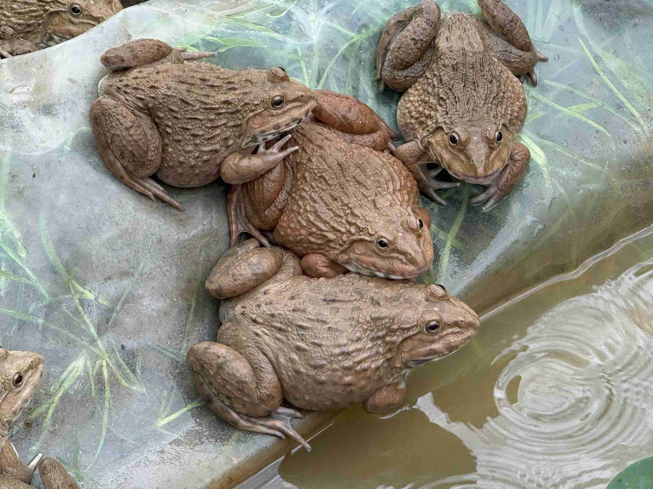 A frog pond built by a family in rural Laos, funded by a cash grant from A Bigger Table Asia, representing self-determined recovery after UXO injury.