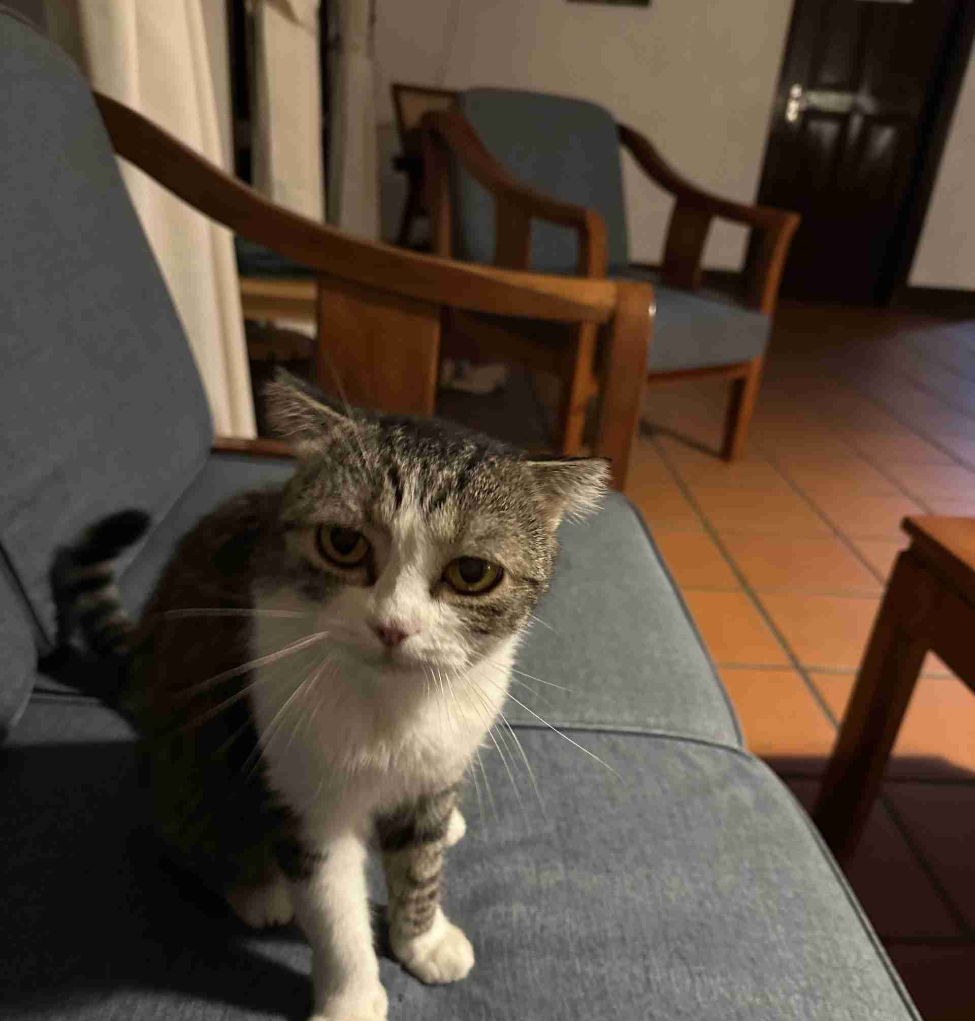Peppermint, the kitty we took care of in Laos.